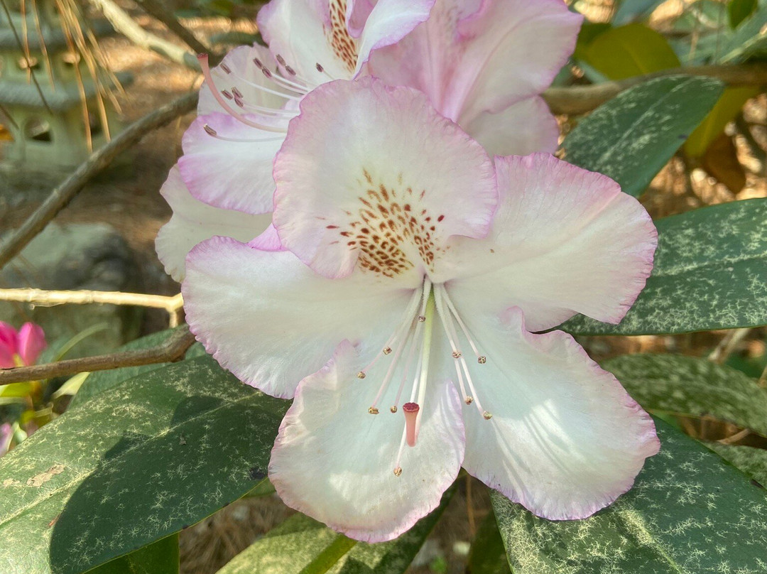 Sandhills Horticultural Gardens景点图片
