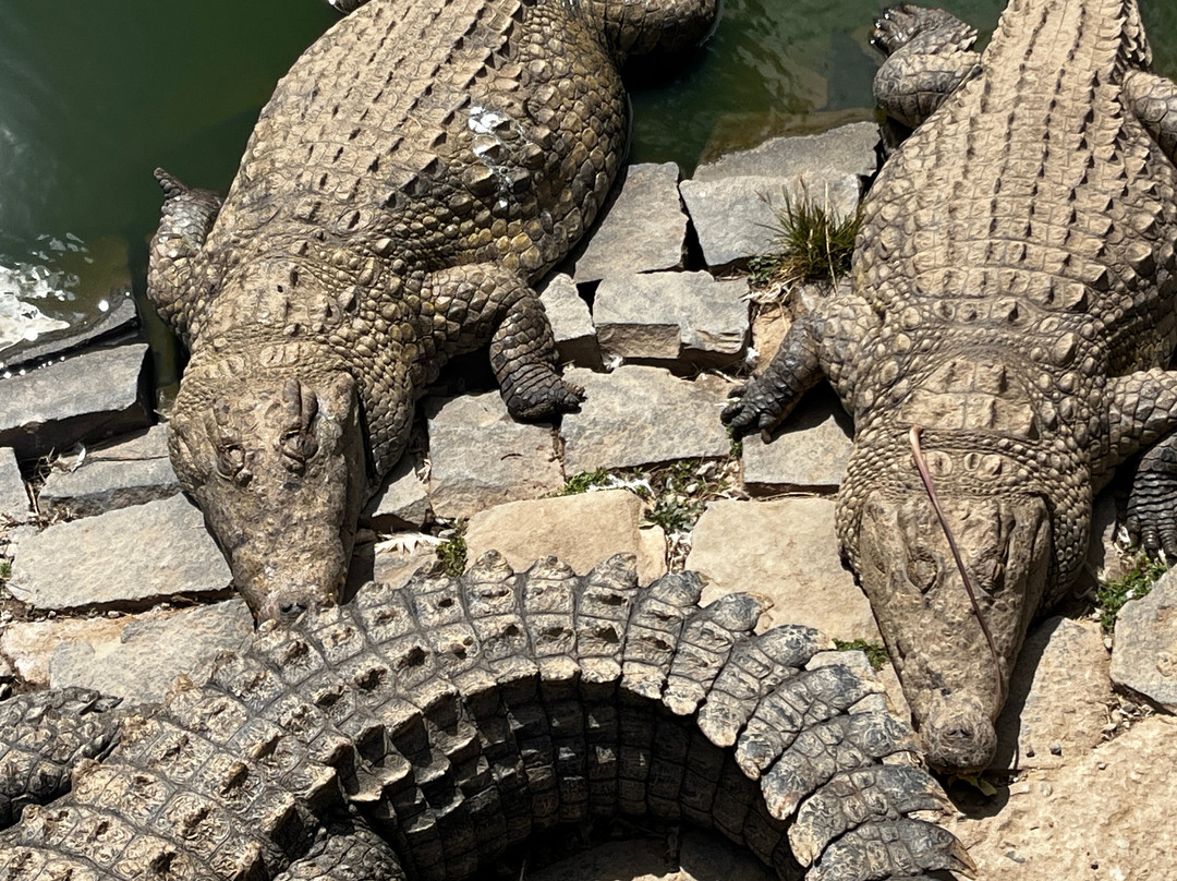 Croc Farm景点图片