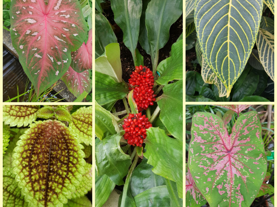 Jurassica Jardin Botanique景点图片