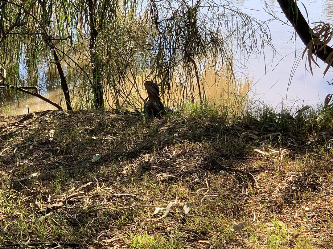 Myall Creek Parklands Walkway景点图片
