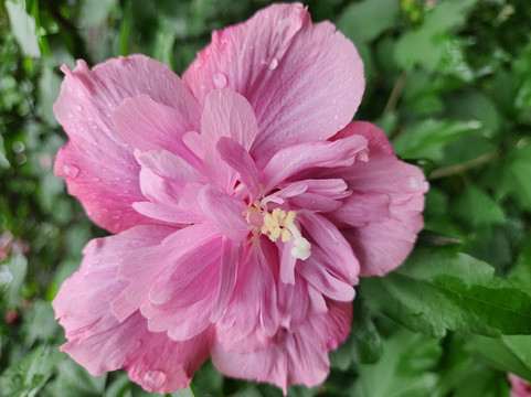 百花潭公园-成都必去景点