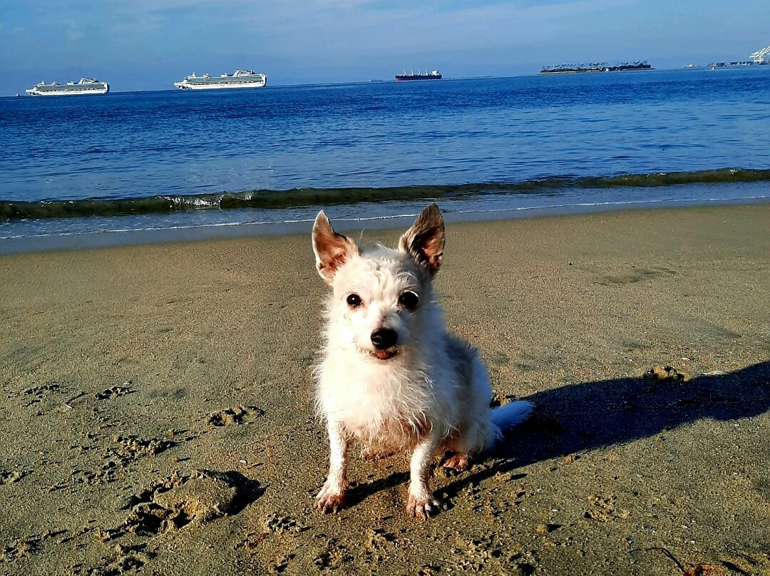 Rosie's Dog Beach-长滩必去景点