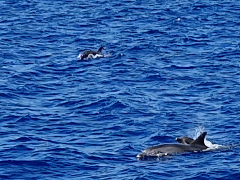 Cruceros Cormoran-帕格拉必去景点