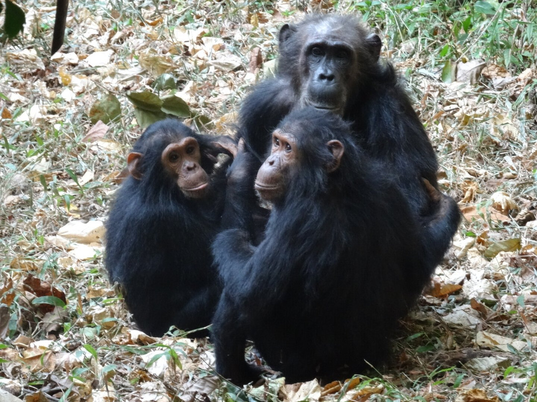 Gombe Safari-Kigoma必去景点
