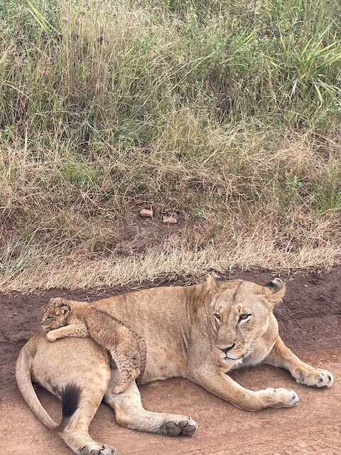 Comfort Gardens主图