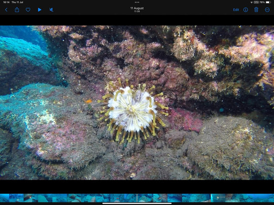 Madeira Divepoint-沙尔必去景点