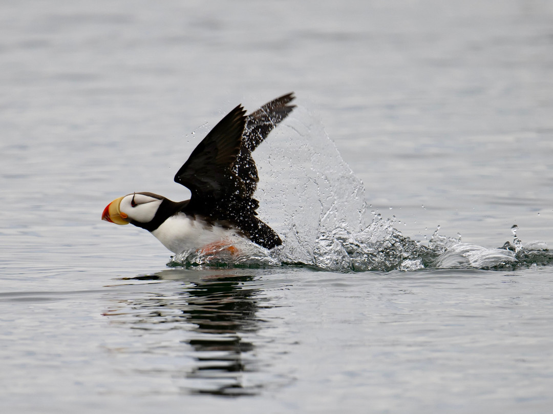 Kodiak Boat Tours-Kodiak必去景点