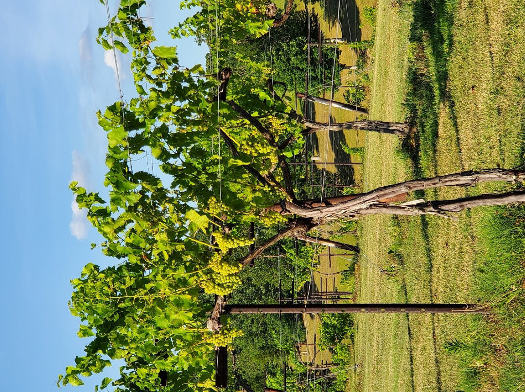 Amber Falls Winery & Cellars-Hampshire必去景点