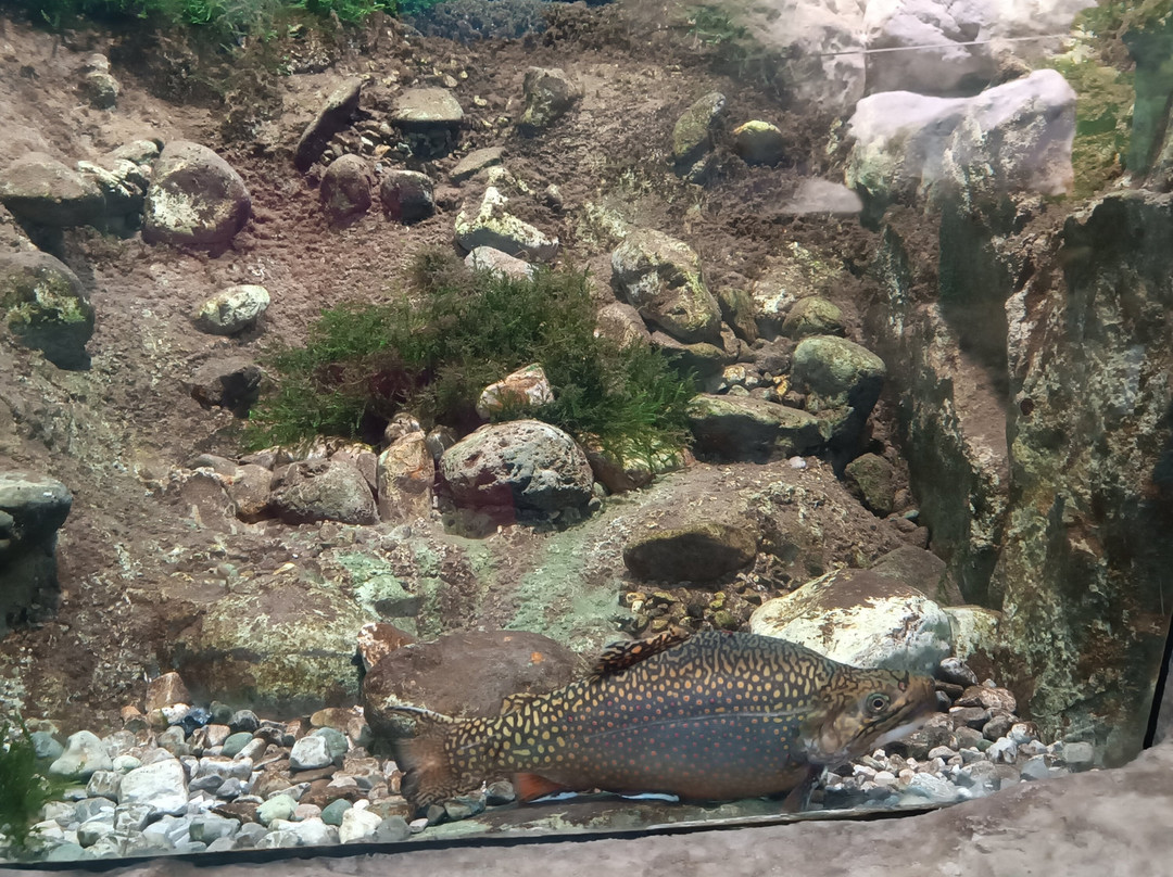 Acquario di Ariis景点图片