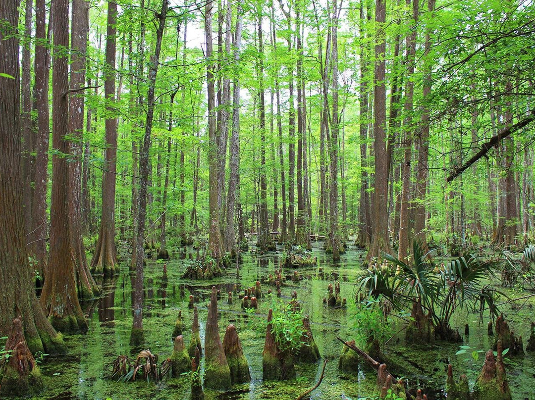 Big Thicket National Preserve-Kountze必去景点