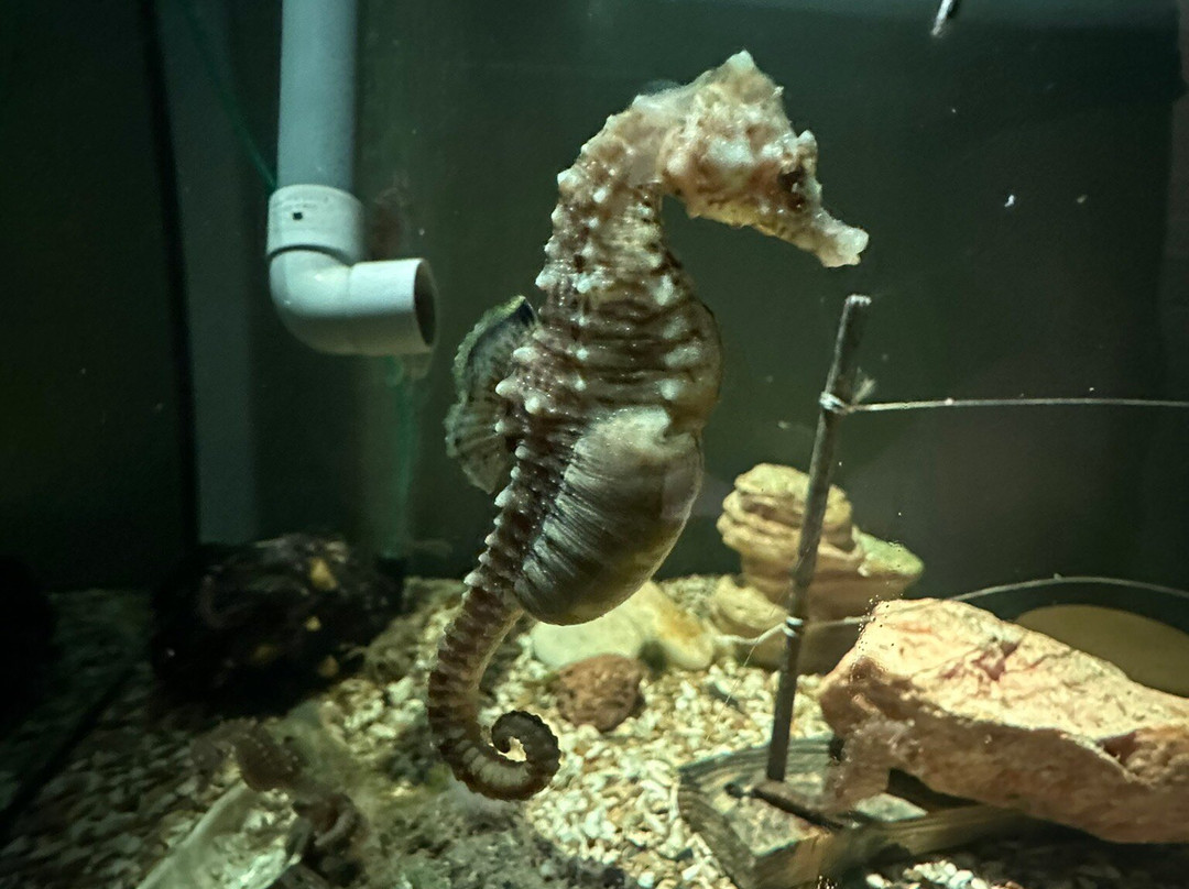 Muzeeaquarium Delfzijl-Delfzijl必去景点