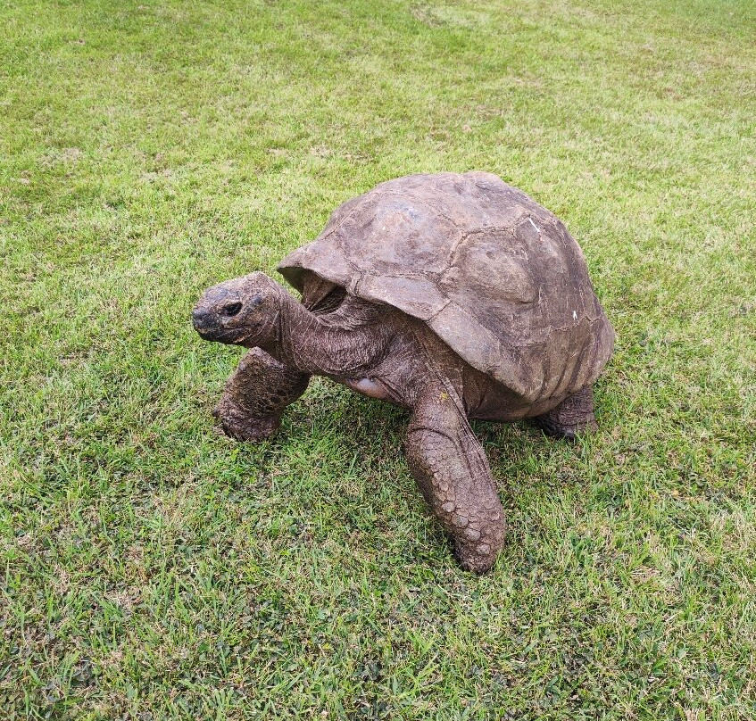 Plantation House-St Helena Island必去景点