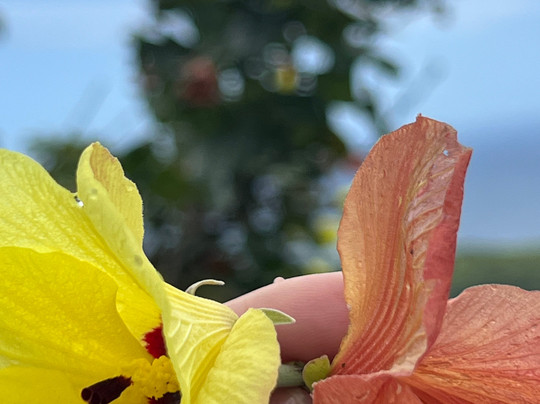 Keep It Simple Hawaii Surf School & Private Tours-拉海纳必去景点