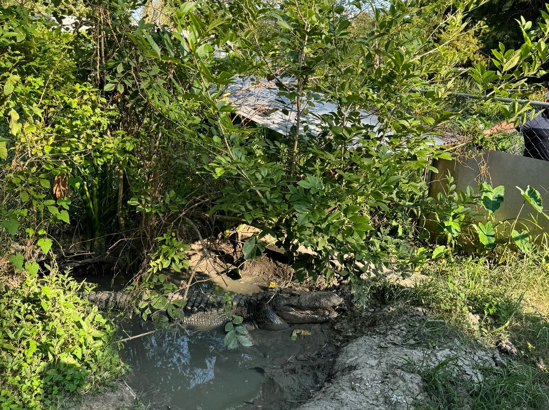 Zam's Bayou Swamp Tours景点图片