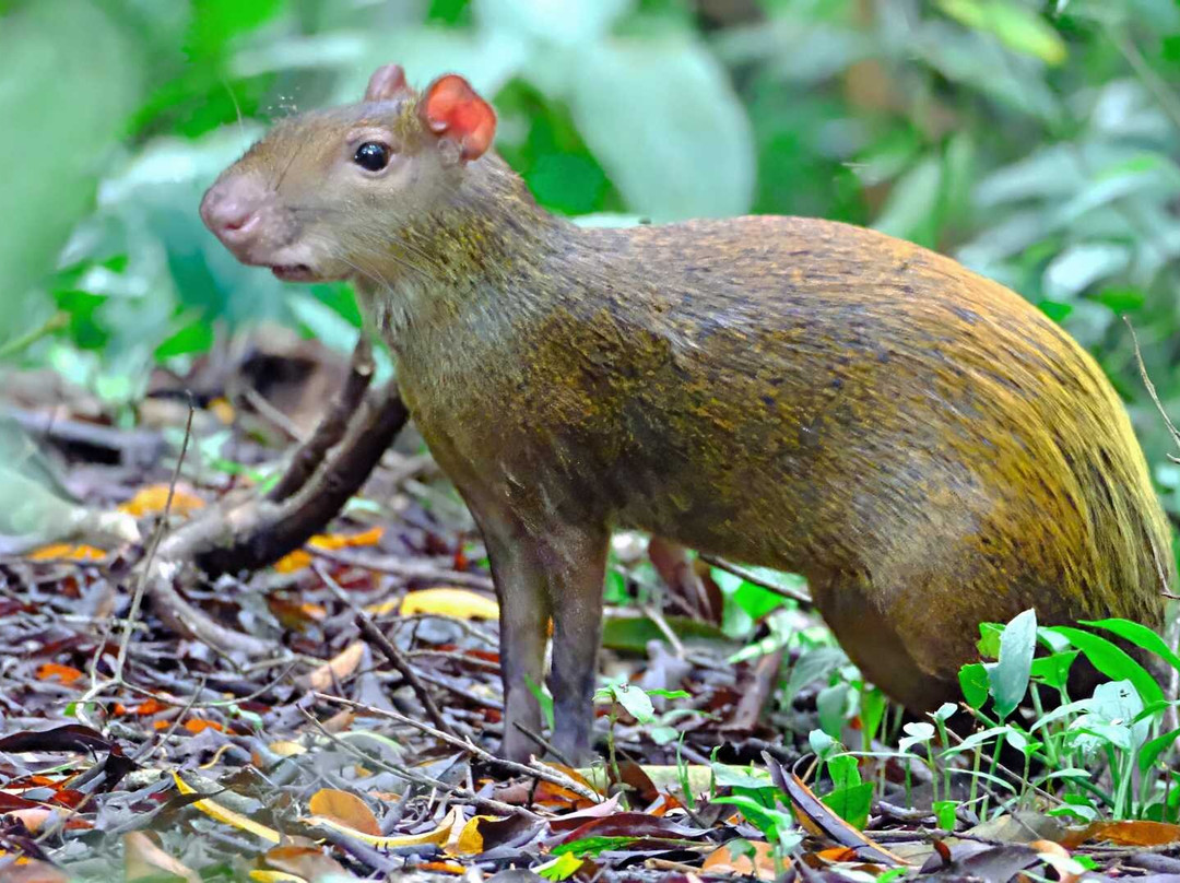 Hacienda Baru Lodge-主日镇必去景点