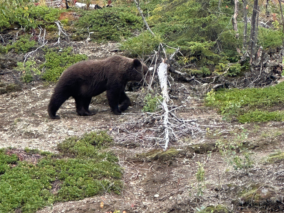 Jason's Guide Service-Cooper Landing必去景点