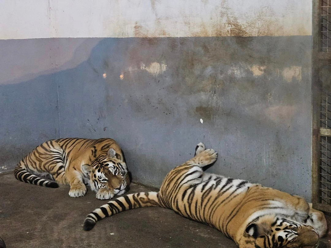 Zoo Brasov景点图片
