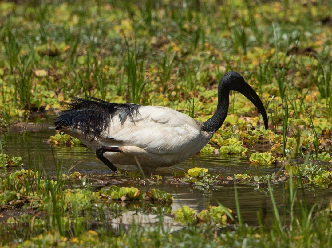 South Luangwa National Park-Mpika必去景点