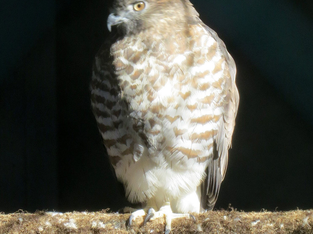 The Raptor Trust Center景点图片