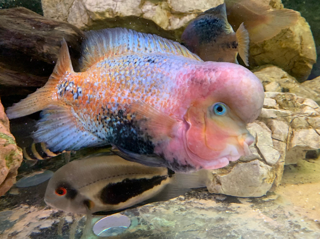 Public Aquarium and Tropicarium Belgrade-贝尔格莱德必去景点