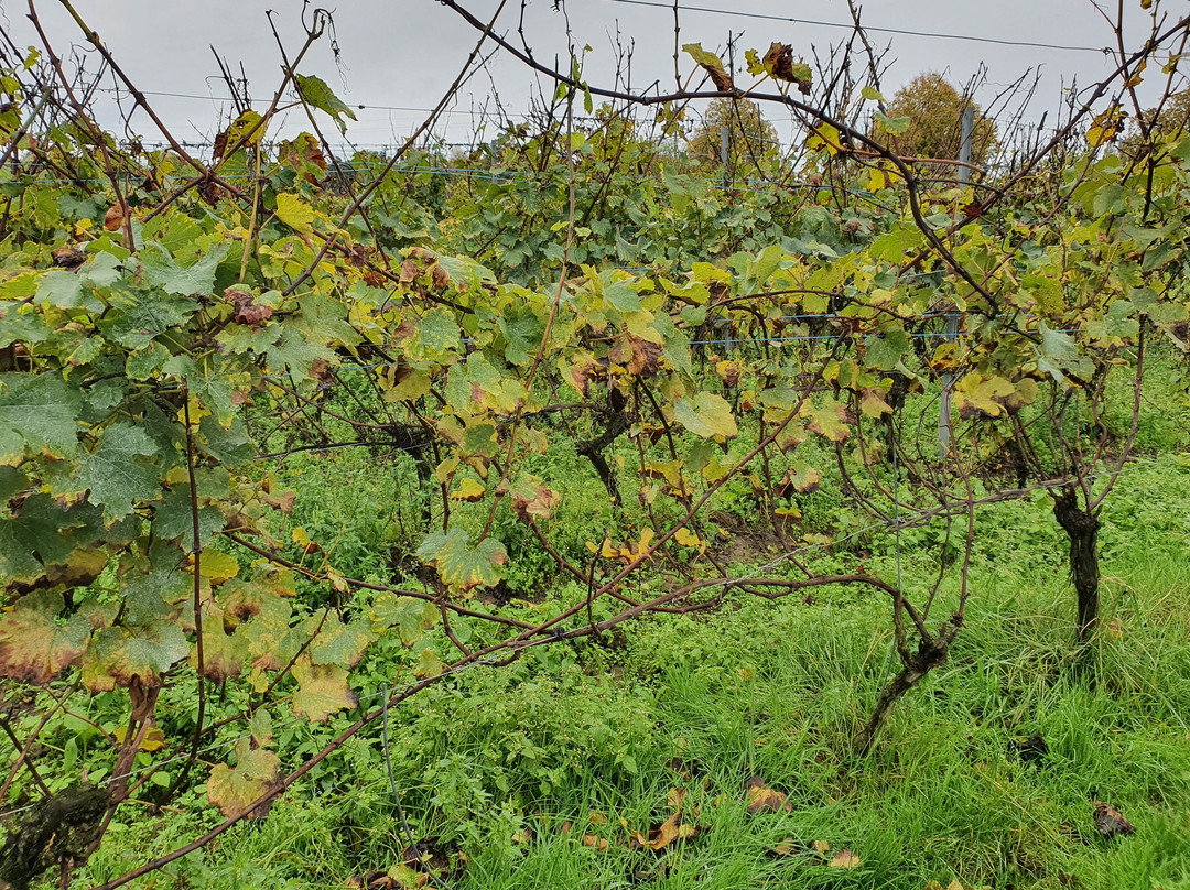 Zilver Cruys Winery景点图片