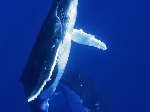 Tahiti Freediving-普纳奥亚必去景点