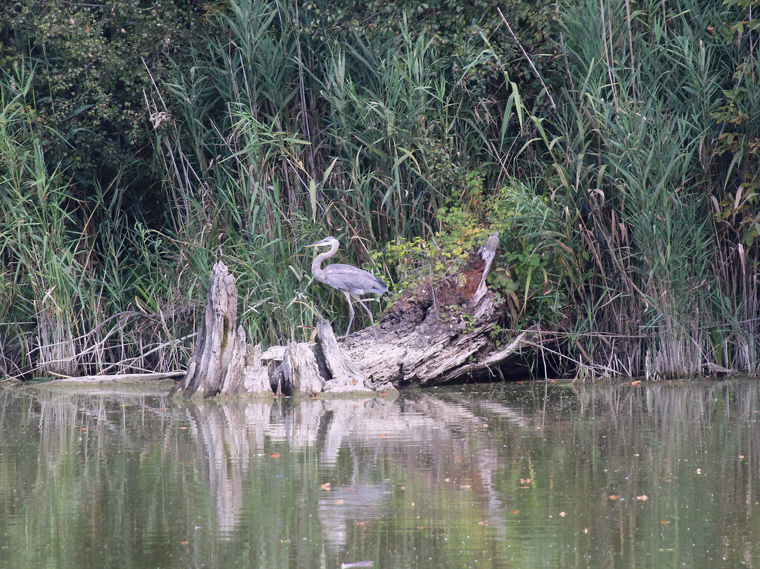 Lorne C. Henderson Conservation Area景点图片