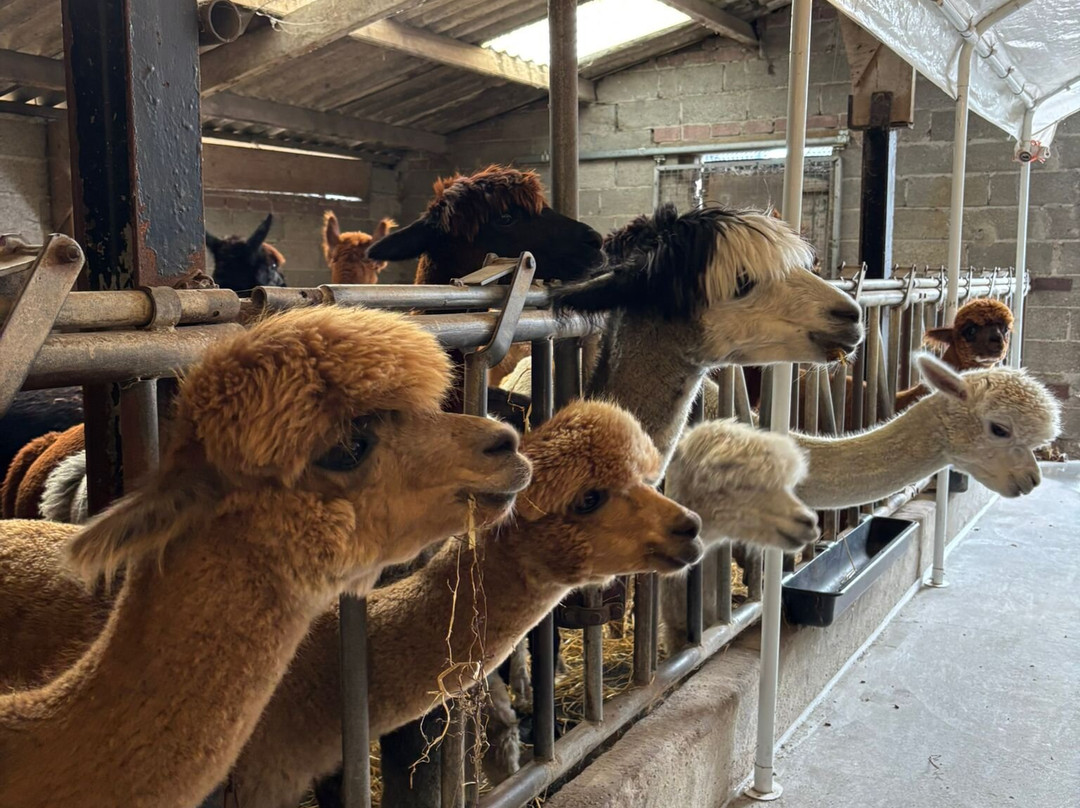 Alpacafarm Riethoven景点图片