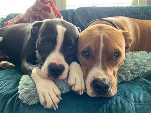 Lucky Dog Bark & Brew-科尼利厄斯必去景点