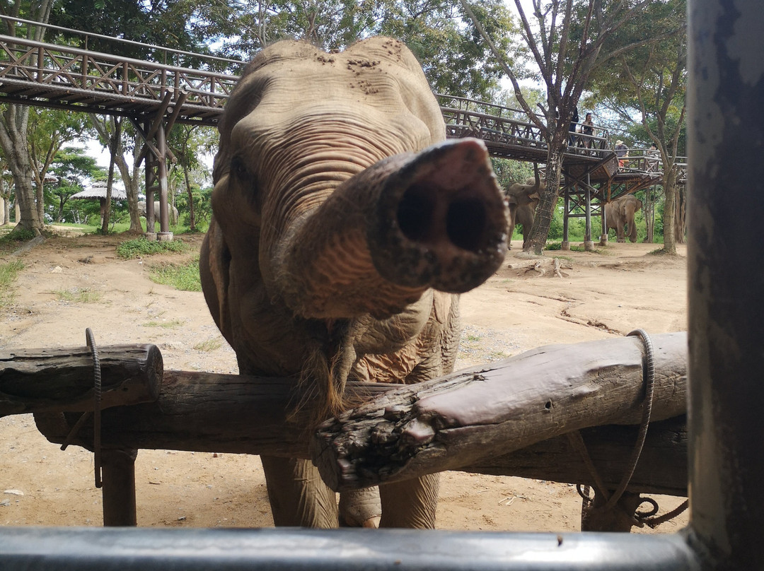 Samui Elephant Kingdom-利巴诺伊必去景点