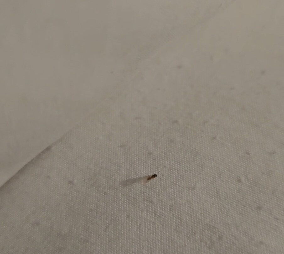 Hampton Inn Carlsbad-North San Diego County主图