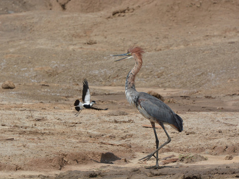 Kaizer Africa safaris-恩德培必去景点