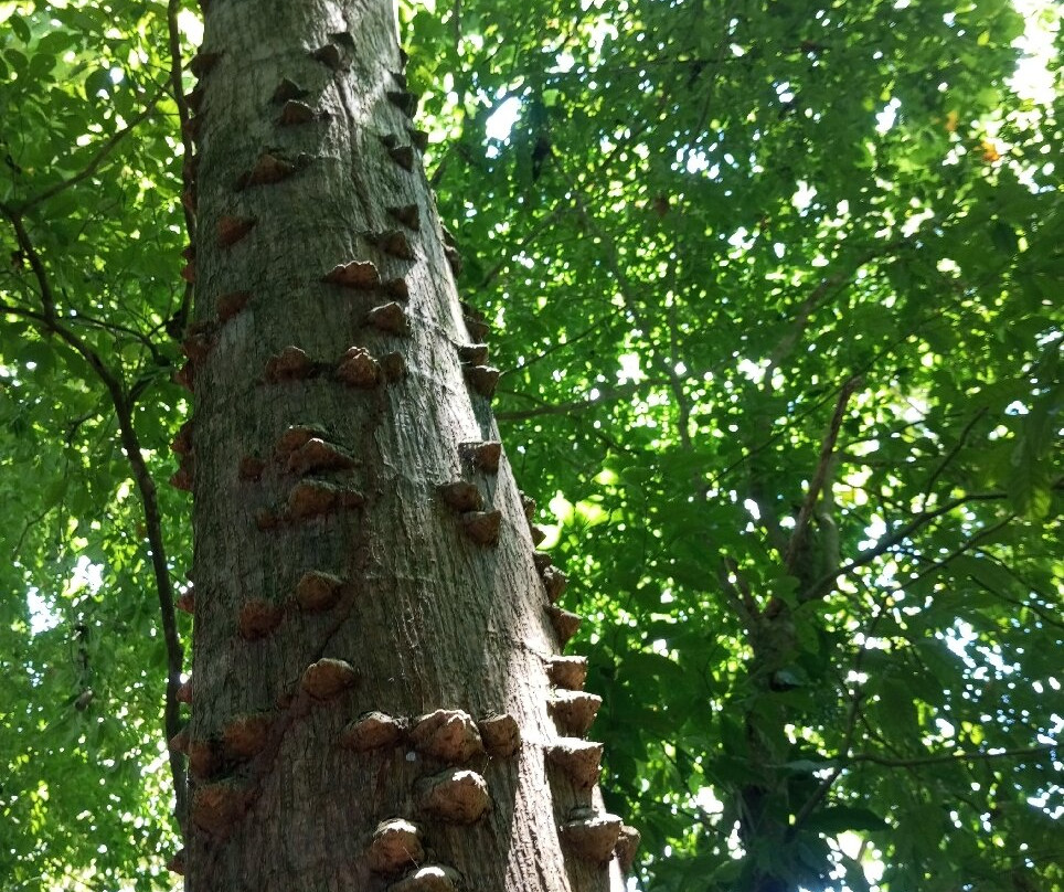 Green Eco Park CR-El Tanque必去景点