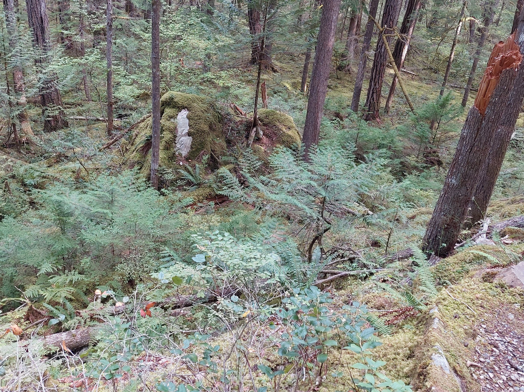 Skagit River Loop Trail景点图片