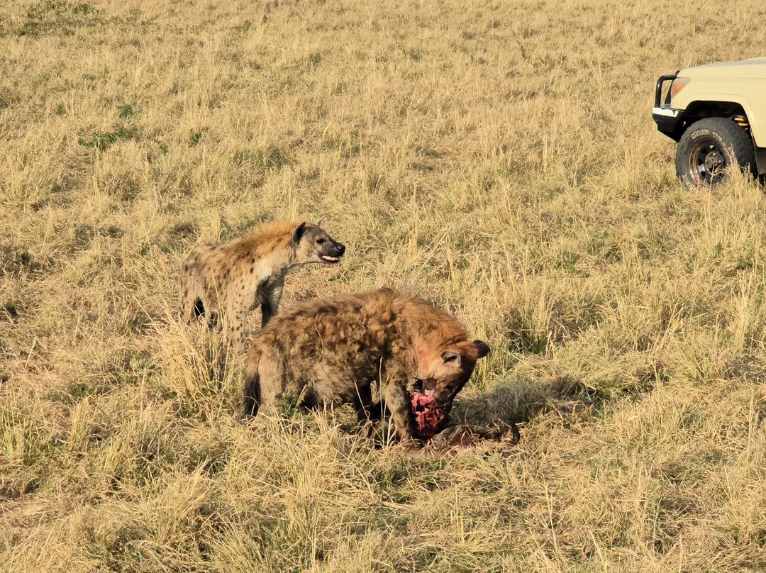 Perfect Safaris Africa-内罗毕必去景点