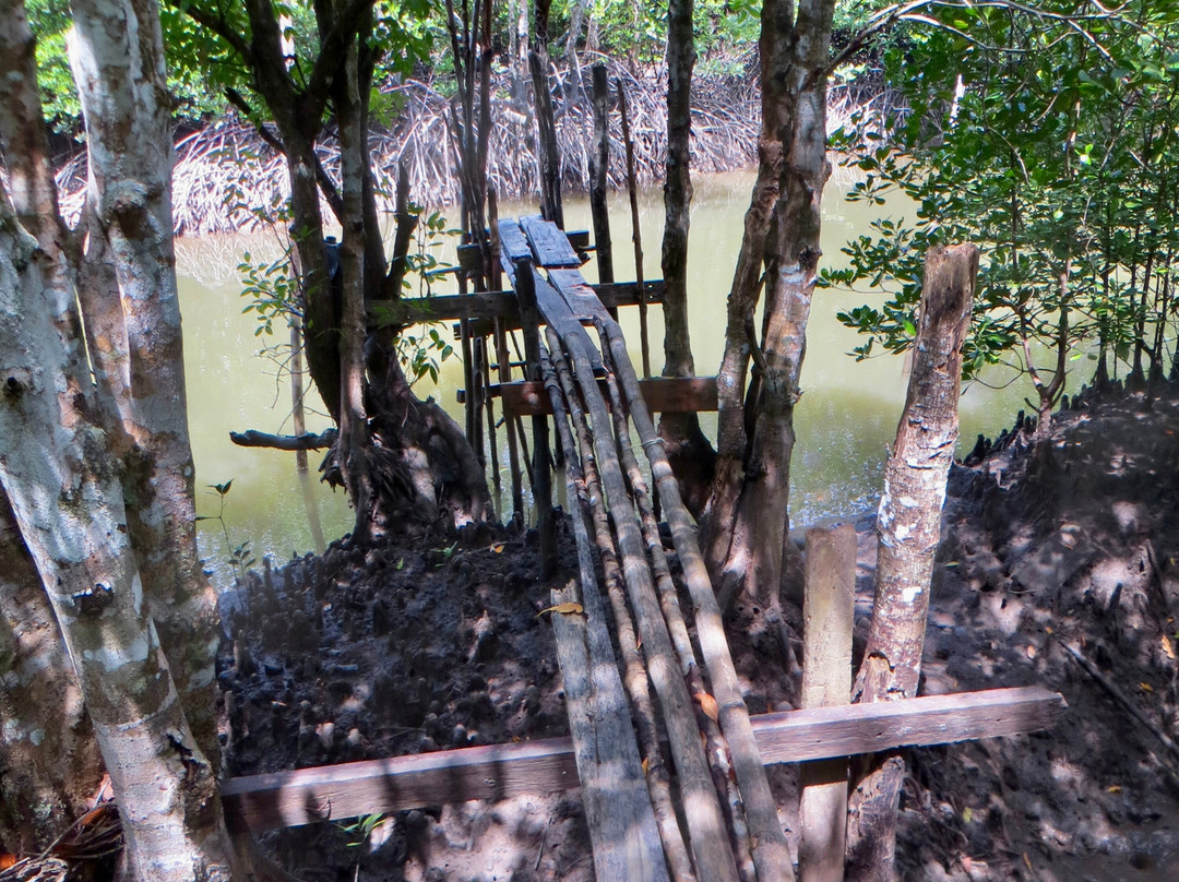 Thung Yee Pheng Mangrove Forest景点图片