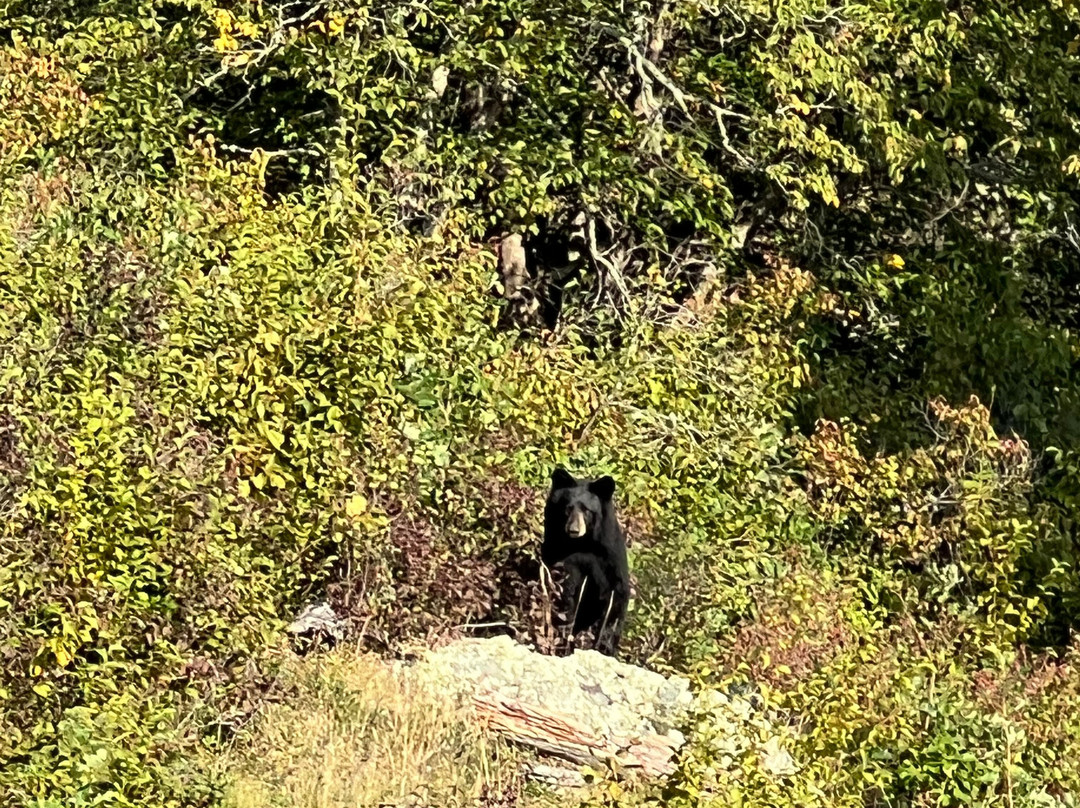 Big Narrows Resort主图