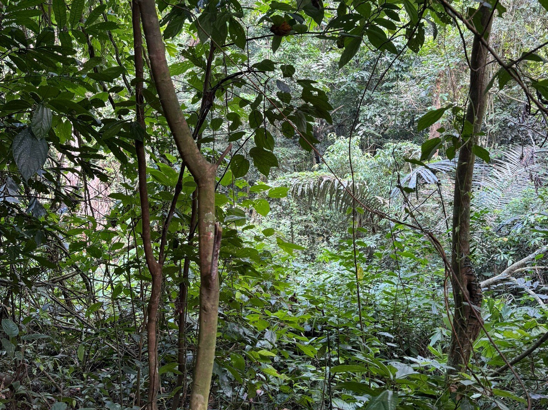 Cuc Phuong National Park景点图片