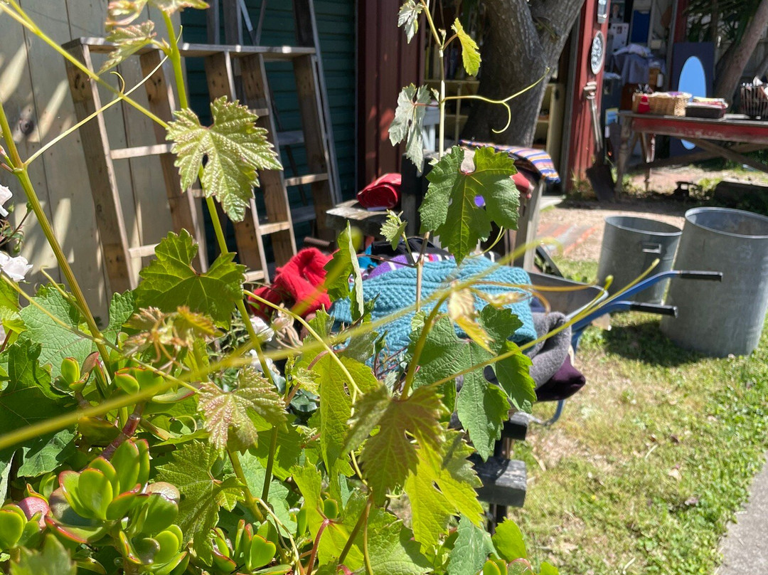 Bruthen Bizarre-Bruthen必去景点