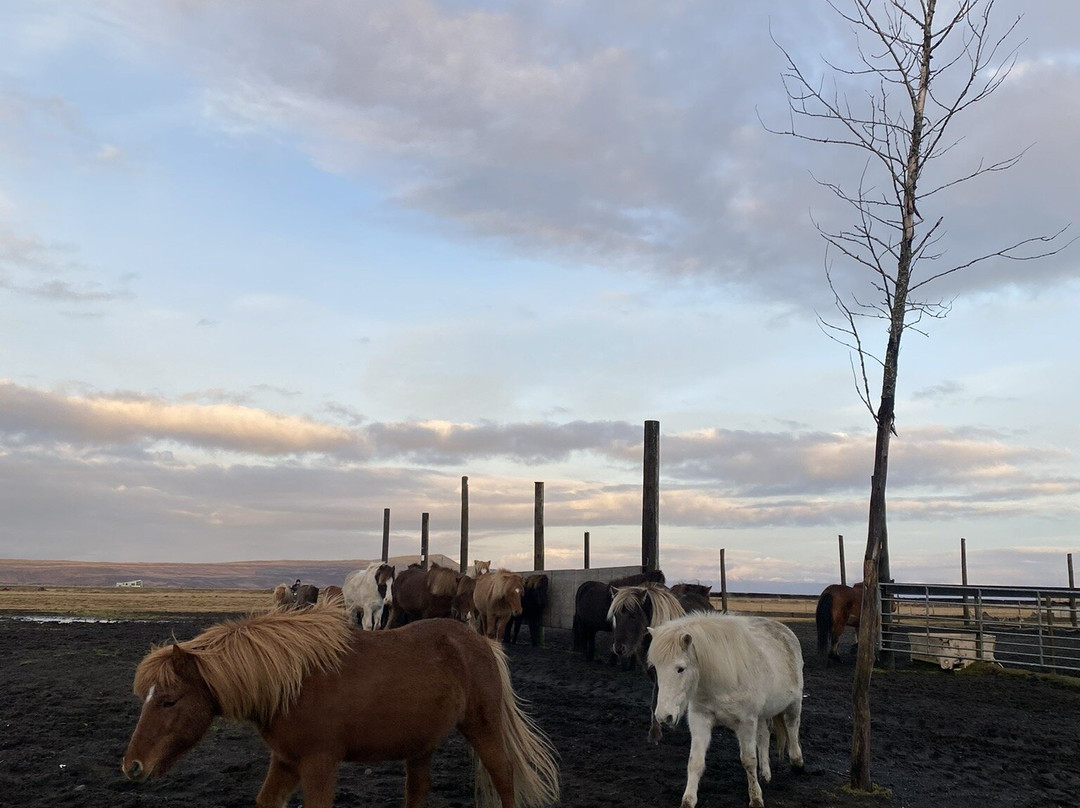 Íslandshestar-塞尔福斯必去景点