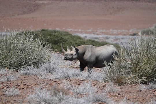 Wilderness Desert Rhino Camp-官方