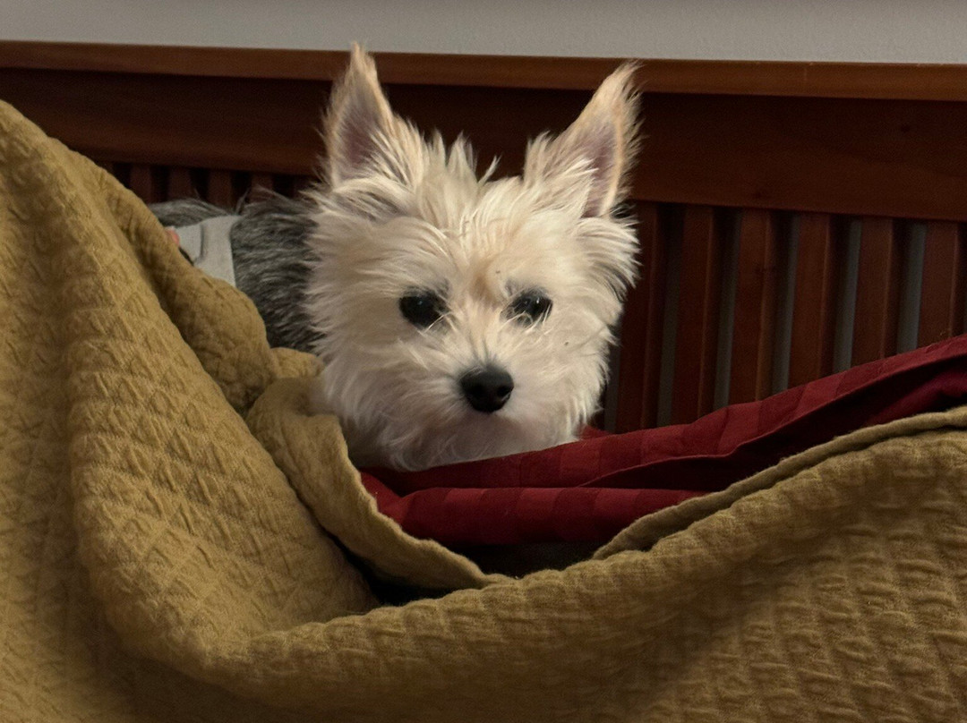 AmericInn by Wyndham Cedar Rapids North主图