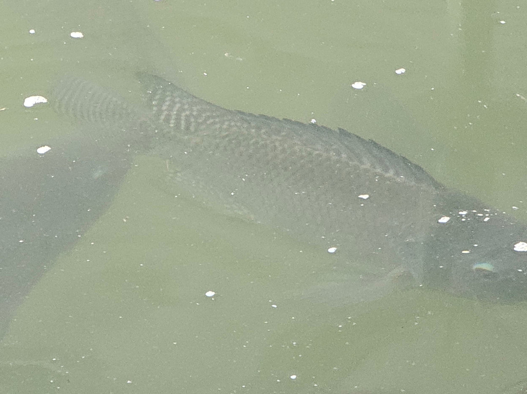 Yun Fook Trading (kolam Ikan)-根地咬必去景点