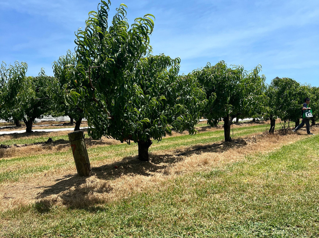 Cedar Creek Orchard-Picton必去景点