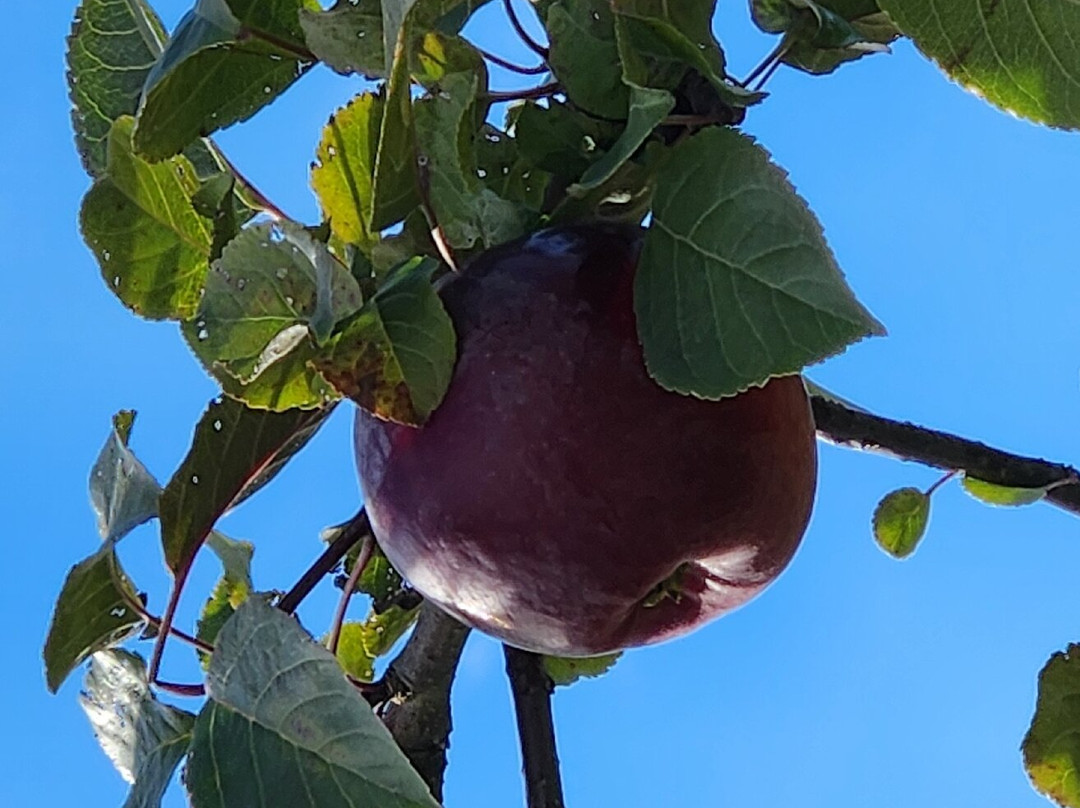 Treworgy Family Orchards景点图片