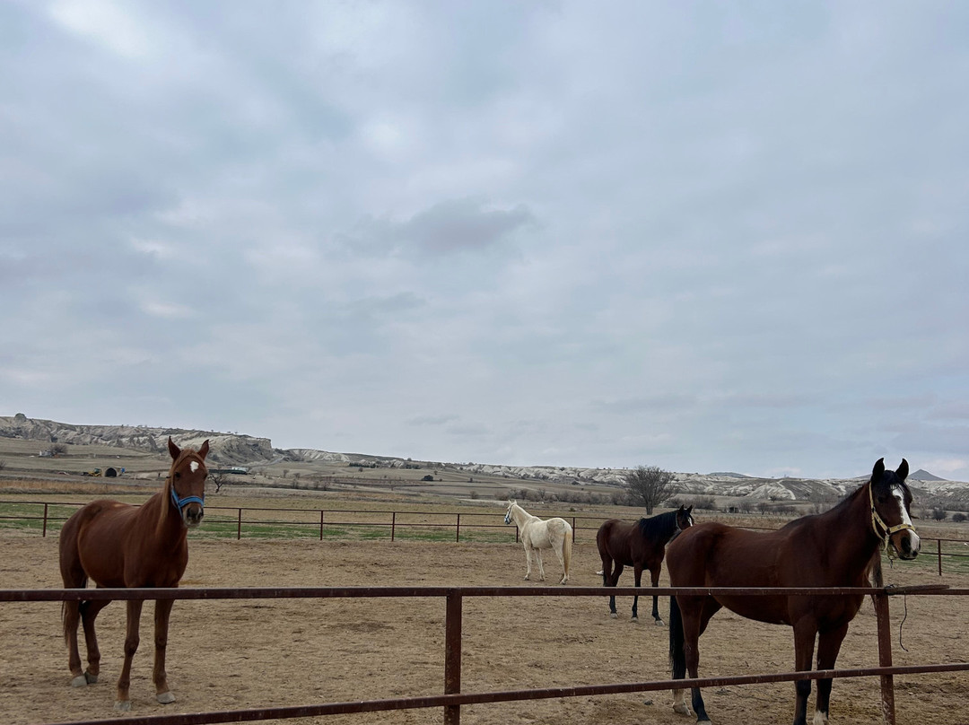 Katpatuka Horses Ranch Cappadocia-格雷梅必去景点