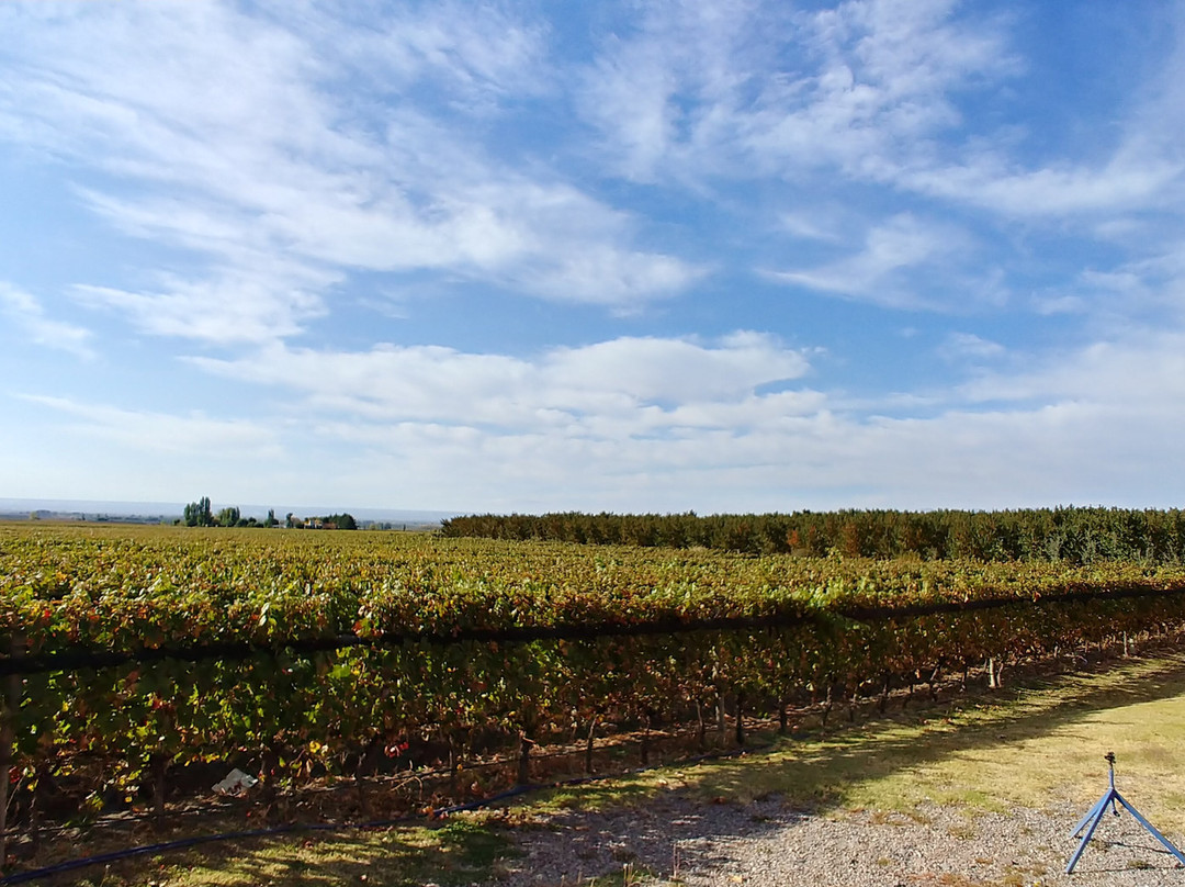 Borravino Wine Tours Spain-毕尔巴鄂必去景点