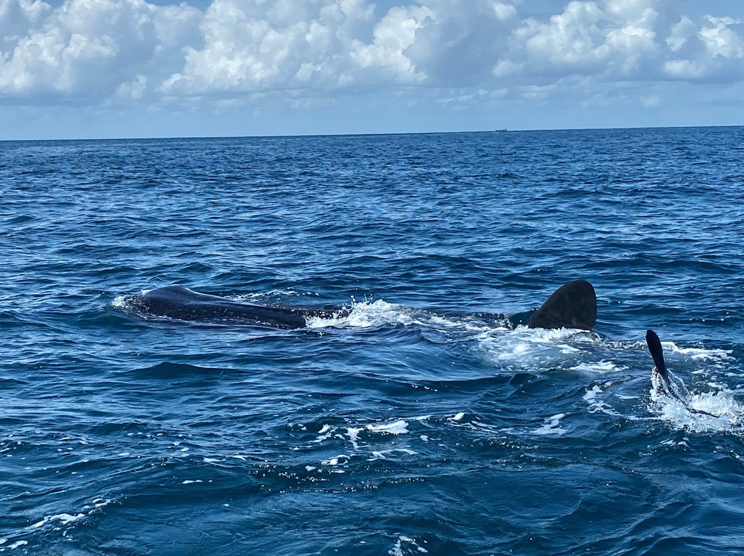 Abou Babu Whale Shark景点图片