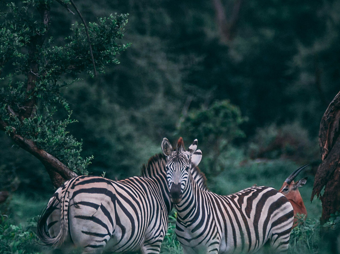 Steady Safaris Limited-坎帕拉必去景点