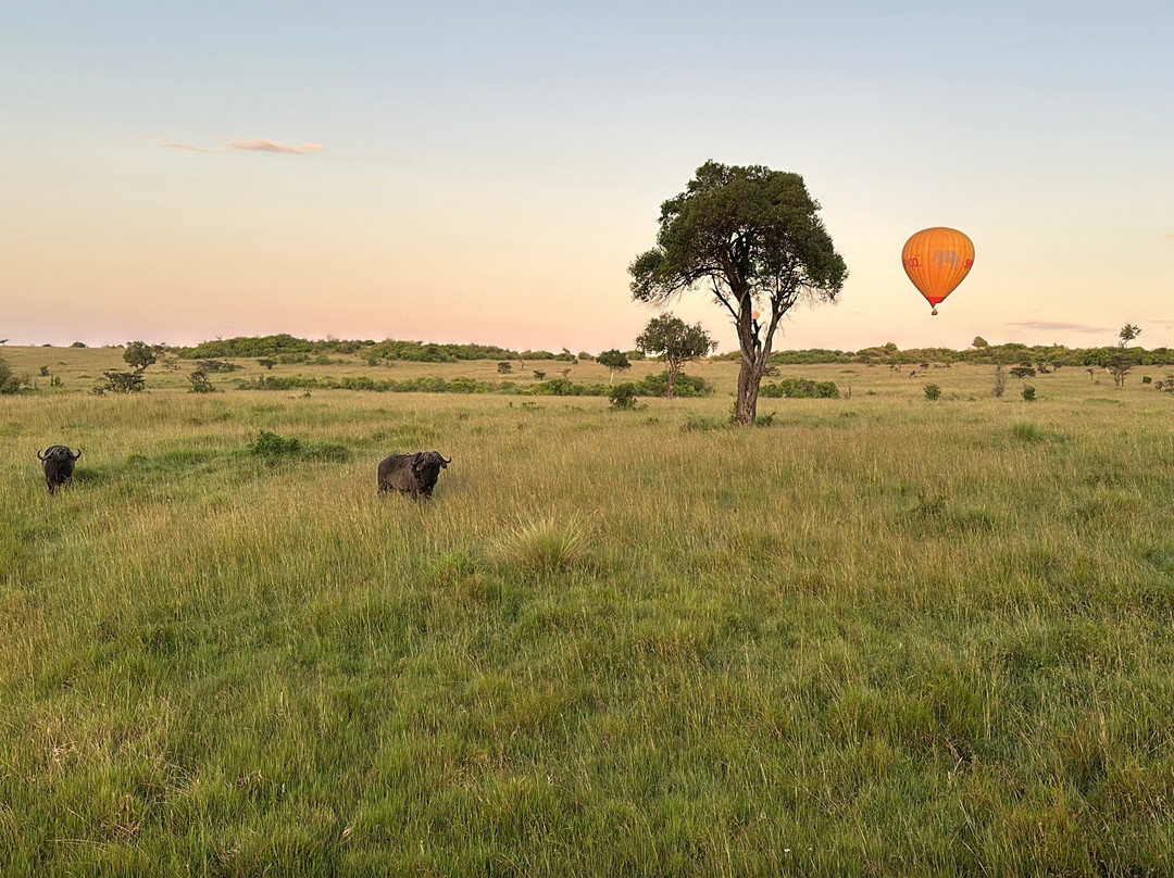 Skyship Co. Balloon Safaris景点图片